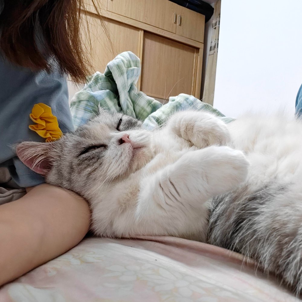 aelvm838456's tweet photo. My senior cat napped on my lap all afternoon—no zoomies, just soft purrs and slow breaths. This is the quiet joy we need right now ， https://t.co/k4xybY8cu2