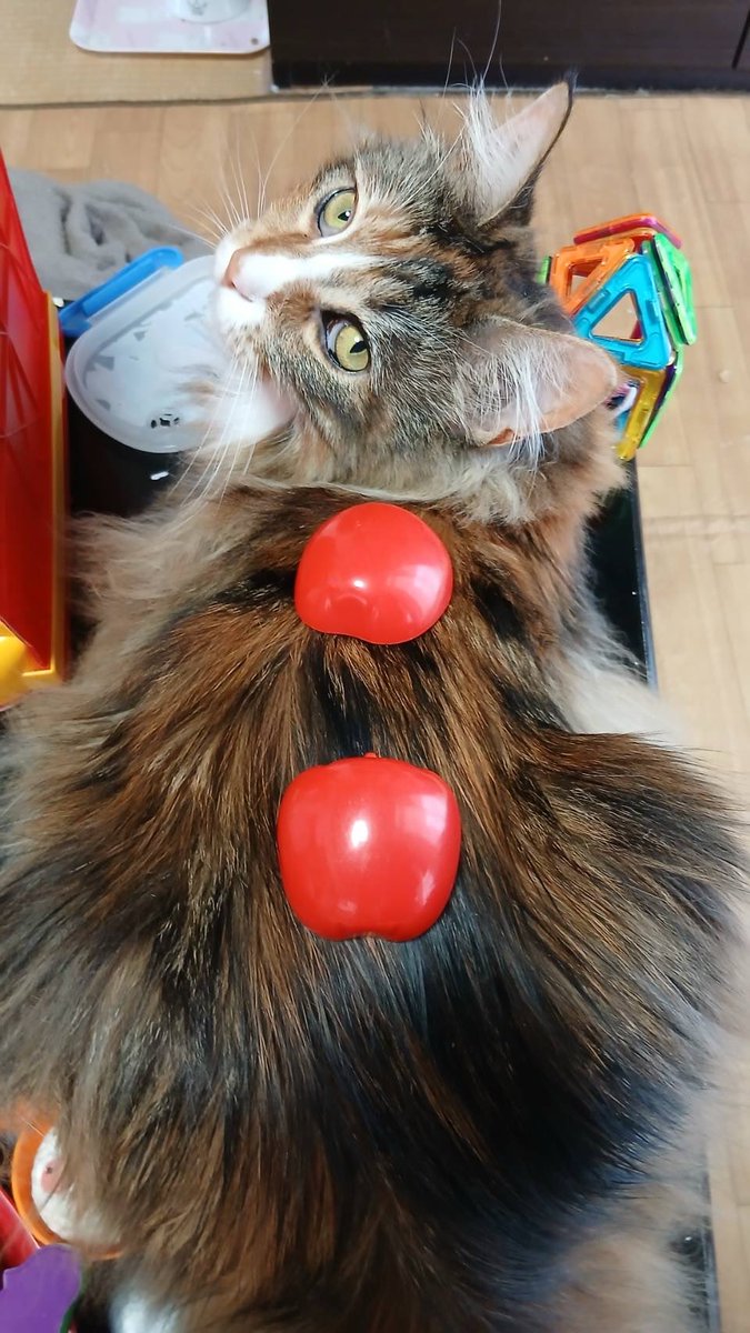 neco_ren9's tweet photo. おはようにゃ🐾

最近は寒暖差でご主人たま不調にゃ😿

連休、都合よく台風🌀が来るみたいにゃね…
その分たくさん遊んでもらうにゃ！

 #猫のいる暮らし https://t.co/HmwzUFkF66