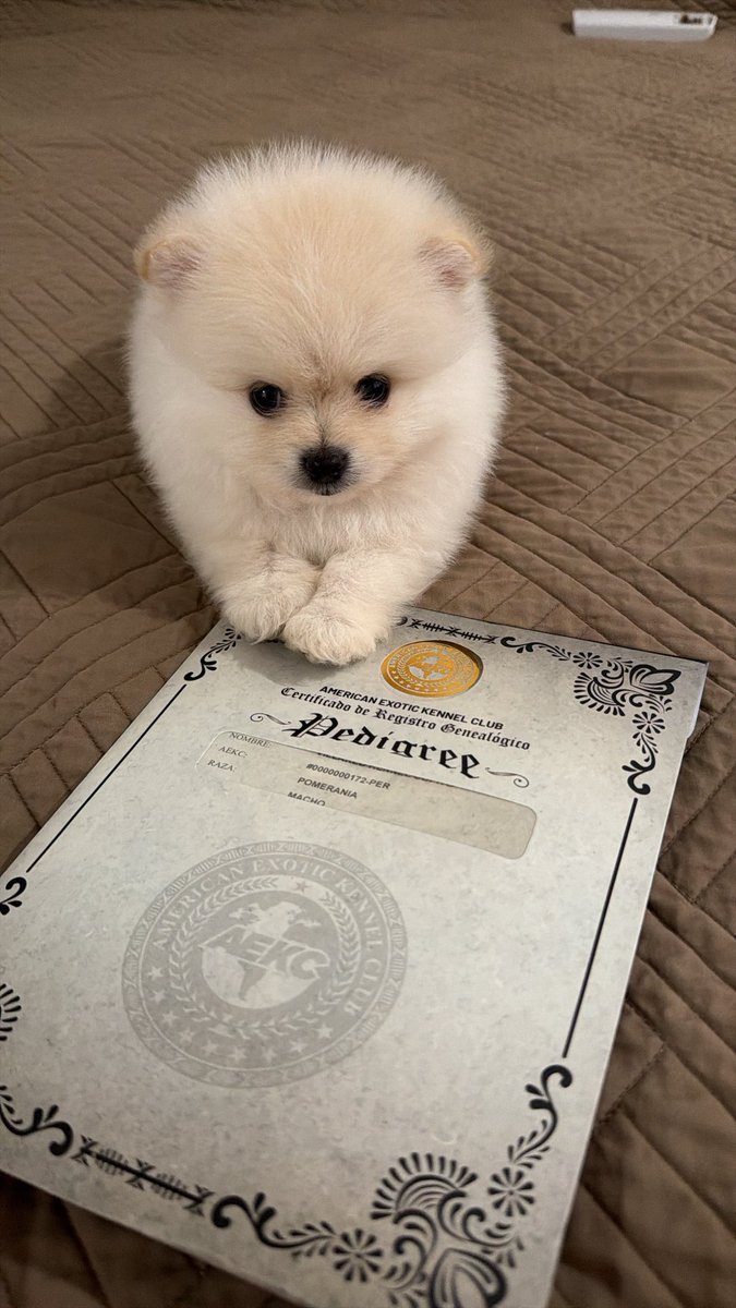 maiteallen's tweet photo. Mi osito 😍🥹 https://t.co/TC2GntazPM