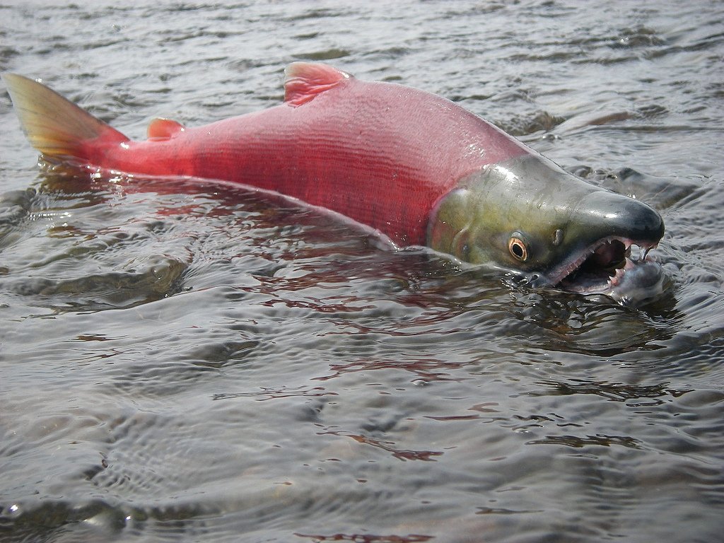 fawnluci_'s tweet photo. por que tanta gente dibuja este salmon https://t.co/L2a5GT93Ar