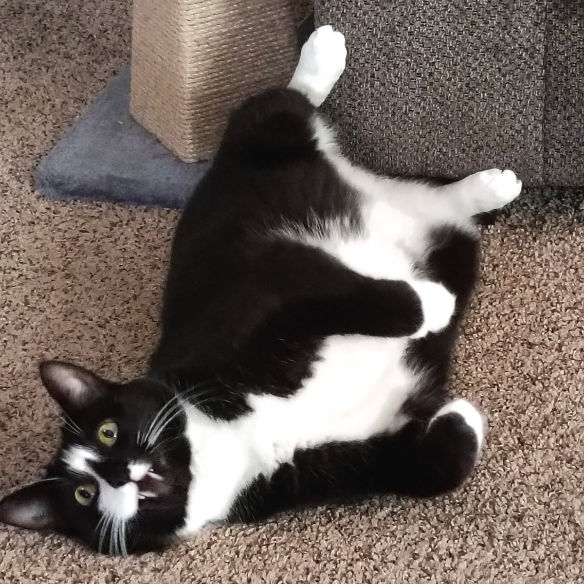 ModernCatMag's tweet photo. Happy #TummyTuesday from Louie! 🐱✨

📸: Louie and his human, Ben!⁠ https://t.co/liDhCOzLfg