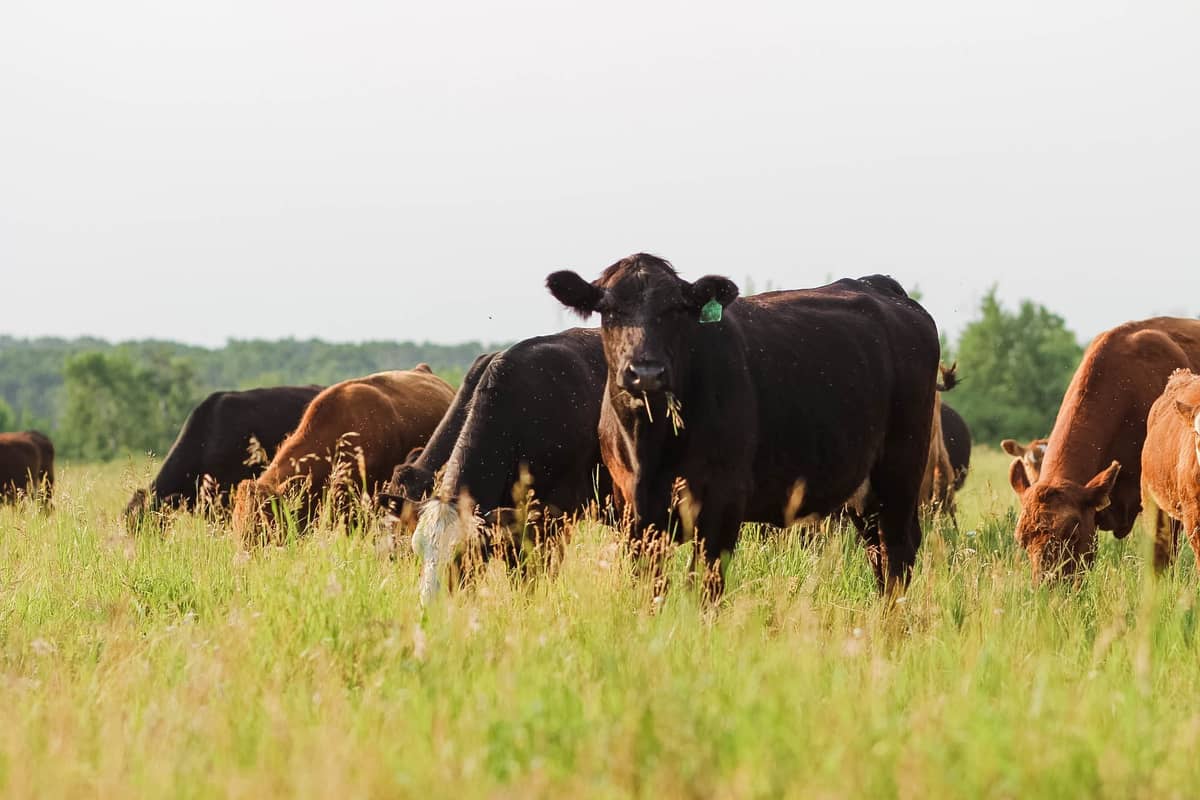 realagriculture's tweet photo. The U.S. Senate Ag Committee has advanced its version of the Farm Bill, reigniting the debate over mandatory country of origin labeling. Julie Anna Potts of the Meat Institute highlights ongoing trade concerns.

Read more: https://t.co/bCGpdrJzeK #cdnag #farming #agriculture https://t.co/uMQPGU27fq