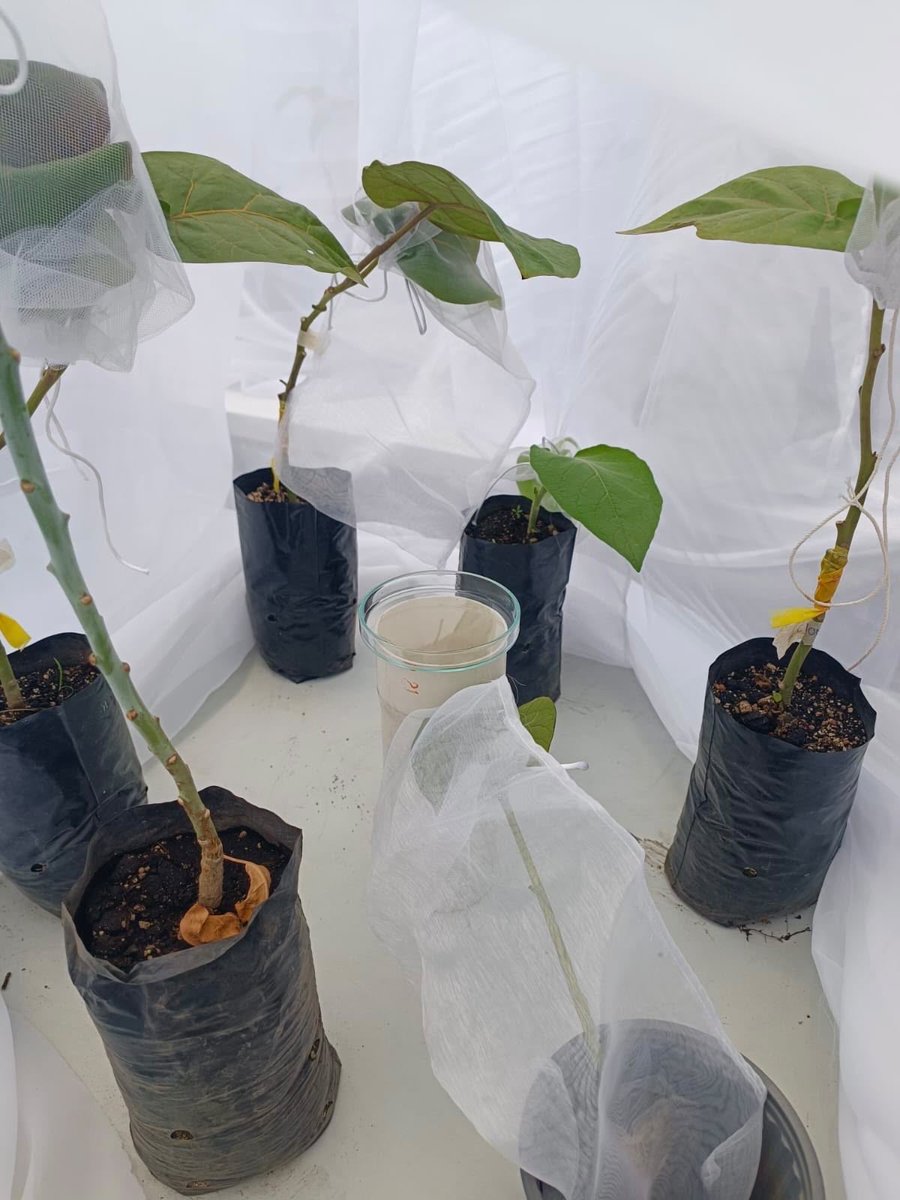 INIAPECUADOR's tweet photo. 📍#Pichincha | El proyecto #FIASA evalúa en la Granja Tumbaco clones de tomate de árbol que toleran o repelen al psílido, transmisor del Complejo de la Punta Morada en papa y tomate de árbol, buscando genotipos resistentes para programas de mejoramiento y manejo de la plaga. https://t.co/zLD81zeBL8