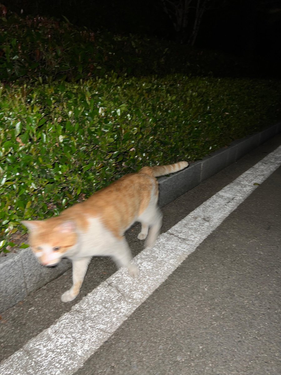 biscu797722's tweet photo. Busy sidewalk glow, distant chatter, and a fleeting street cat—little moments that make city walks magical.， https://t.co/HMros9tw7l
