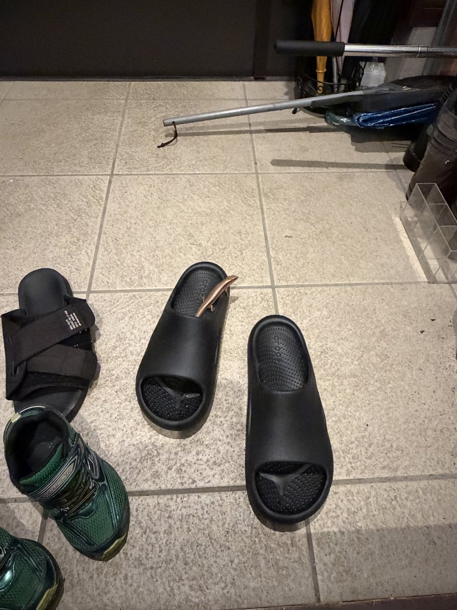 JangoPm's tweet photo. 🏃 9/18（金）ラン
4.11km  0:21:52 　5:19/km
今月 94.6km

今日は新たな4kmコースを発見！これで3km,4km,5km,10kmの周回コースは整った！笑
ところでニホントカゲが脱走…この時は見つけたけど絶賛脱走中で家が修羅場…😭笑

大阪マラソンまで あと163日
#ランニング #サブスリー #朝活 #朝ラン https://t.co/u0drYDxoFH