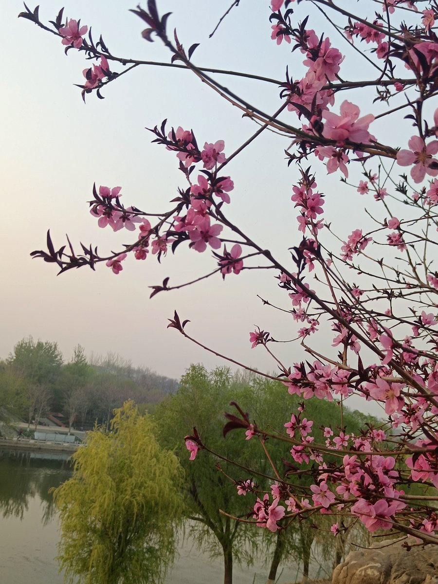 cottd959686's tweet photo. Our photography club's spring photo walk is this Saturday 10AM at Riverside Park! Bring your favorite camera, capture cherry blossoms, and make new friends. Limited spots, sign up via club website now!， https://t.co/jeEMidS5bg
