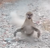SanicFudgehog's tweet photo. @HuntressSellia perfect frame from that video too lmao https://t.co/ReeqWD4uEq