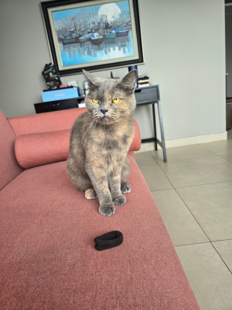 FETCHCATREAL's tweet photo. @BetterWithCat @FETCHCATREAL https://t.co/rwPruV7ss5