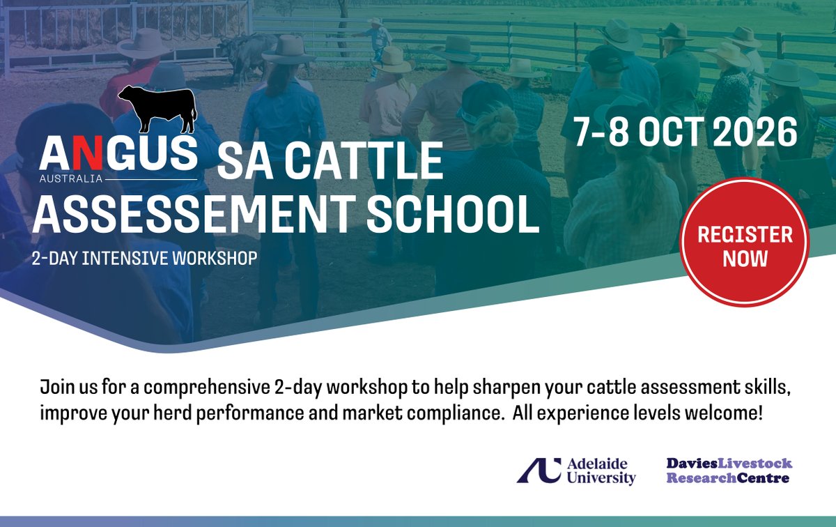 angusaustralia's tweet photo. The SA Cattle Assessment School will be held on Wednesday 7 and Thursday 8 October 2026 at the University of Adelaide’s Roseworthy Campus, South Australia.

7 &amp; 8 October
Cost: $350
𝗥𝗦𝗩𝗣 𝗶𝘀 𝗲𝘀𝘀𝗲𝗻𝘁𝗶𝗮𝗹 👉 https://t.co/DcJZGUpu9B

#angusyouth #angus #angusaustralia https://t.co/pBR0lblS53