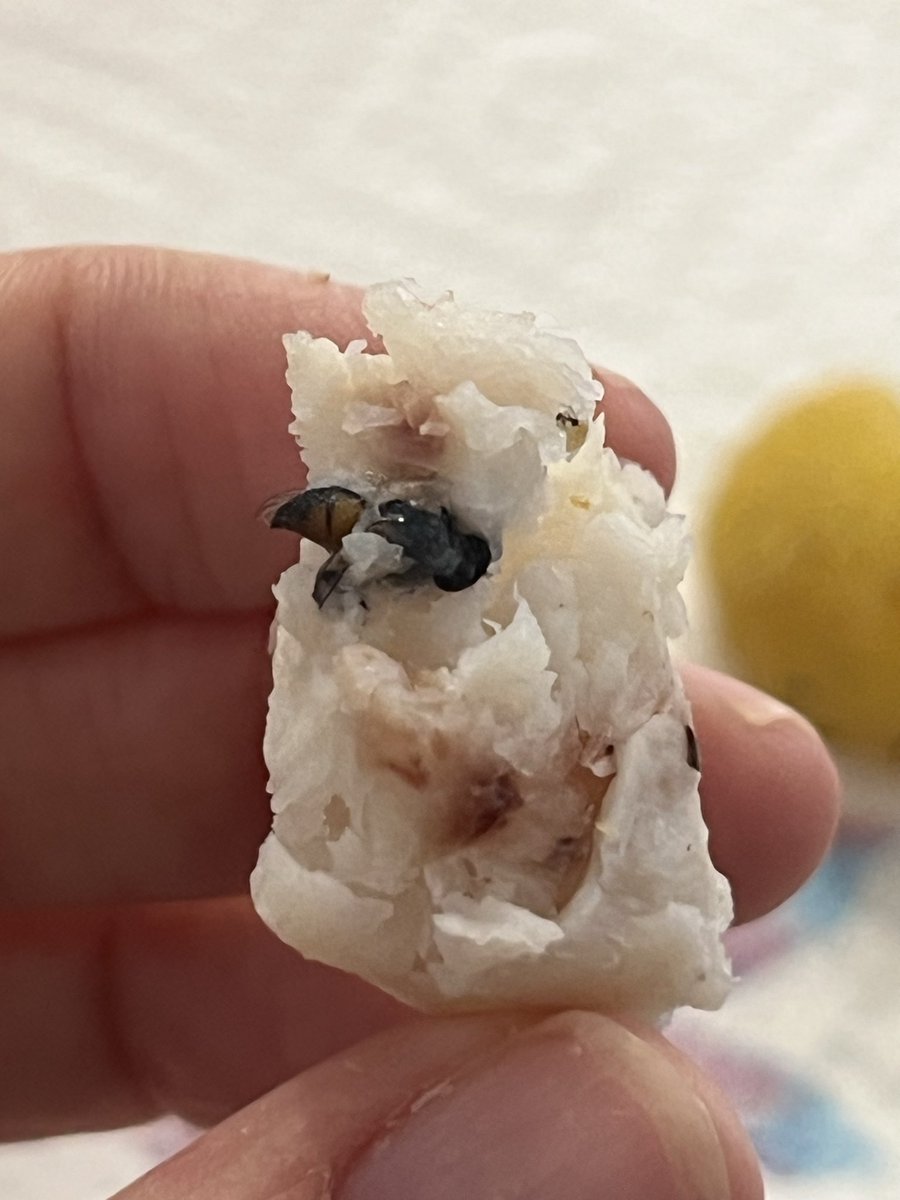 ClaudyGallardo's tweet photo. @Mercadona sé que la proteína se ha vuelto indispensable en vuestros productos, pero no era necesario que incluyerais insectos en la merluza congelada. Jugáis con nuestra salud…es asqueroso🤢 https://t.co/8JnUiRoeeI