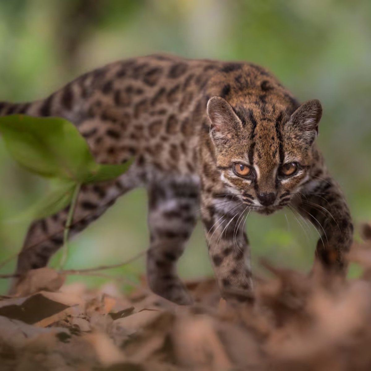 bosunatiklama's tweet photo. Bilim insanları, 100 yıl sonra ilk kez yeni bir kedi türü keşfetti.

▬ Leopardus tilcayo adı verilen küçük yabani kedi, Bolivya ormanlarında keşfedildi. https://t.co/9xQoY5cVjt