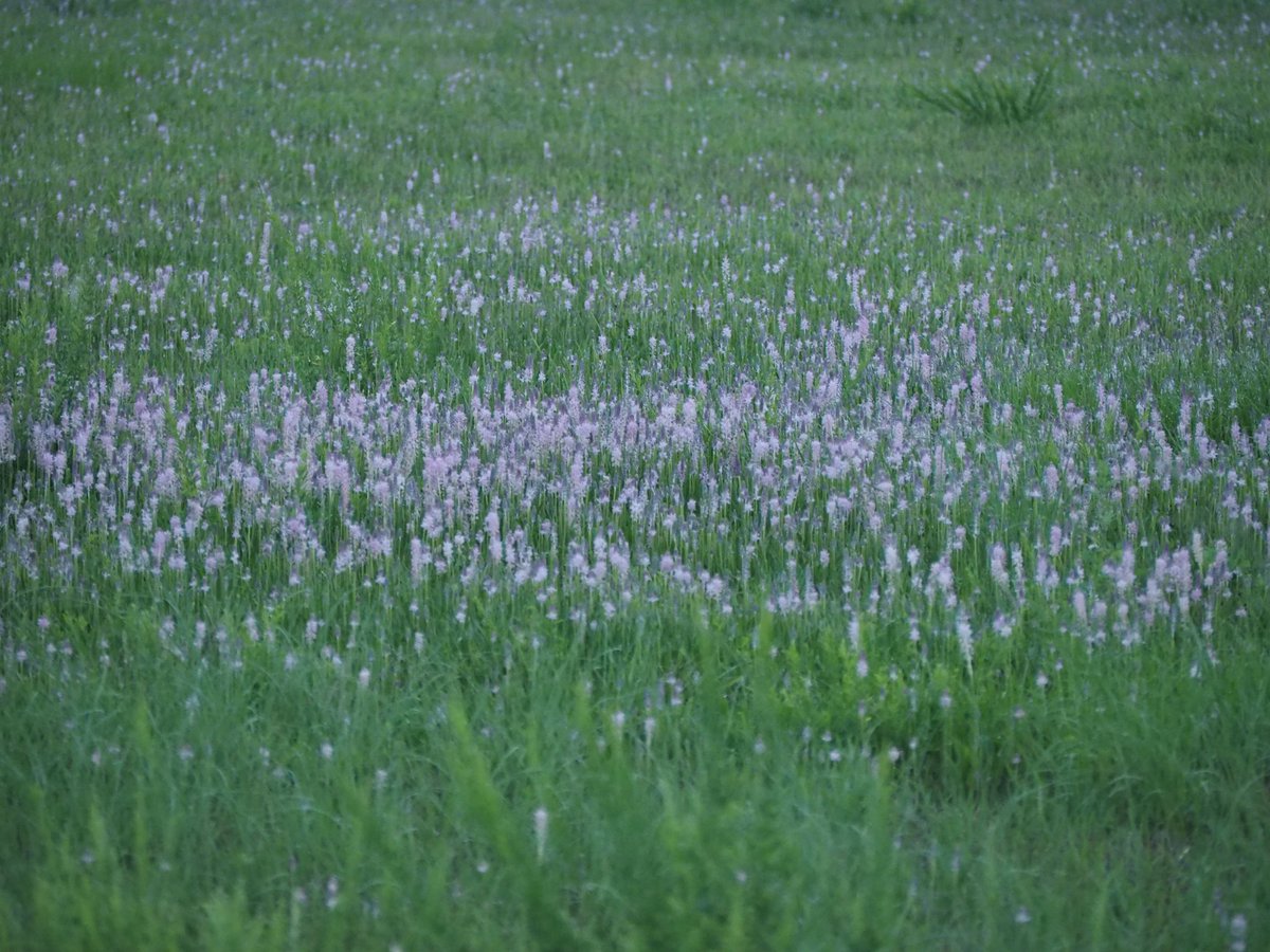 covmin1's tweet photo. ひろっぱに草の葉が出ているな
と思ったら、花畠でした https://t.co/qMqNmhqUhv