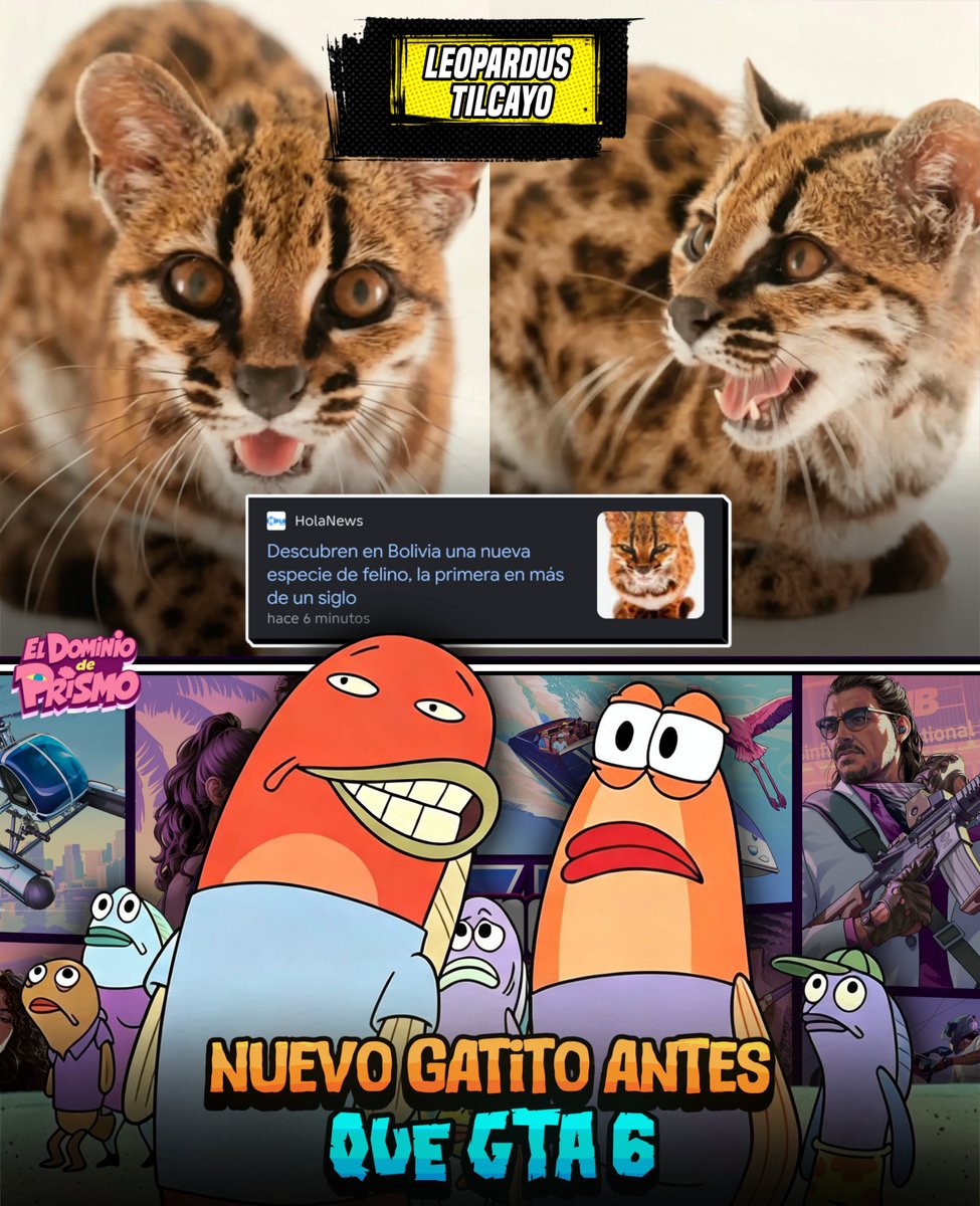 DominiodePrismo's tweet photo. 🐱🇧🇴 Un hombre lo encontró cuando era pequeño y lo cuidó durante un tiempo, pensando que se trataba de un gato doméstico.

Pero conforme crecía, se dio cuenta de que el felino era diferente y decidió entregarlo al Santuario de Vida Silvestre Senda Verde.

Bajo el cuidado de los expertos y tras un exhaustivo análisis genómico, descubrieron que pertenecía a una nueva especie 𝗽𝗮𝗿𝗮 𝗹𝗮 𝗰𝗶𝗲𝗻𝗰𝗶𝗮: el gato tilcayo (Leopardus tilcayo).
