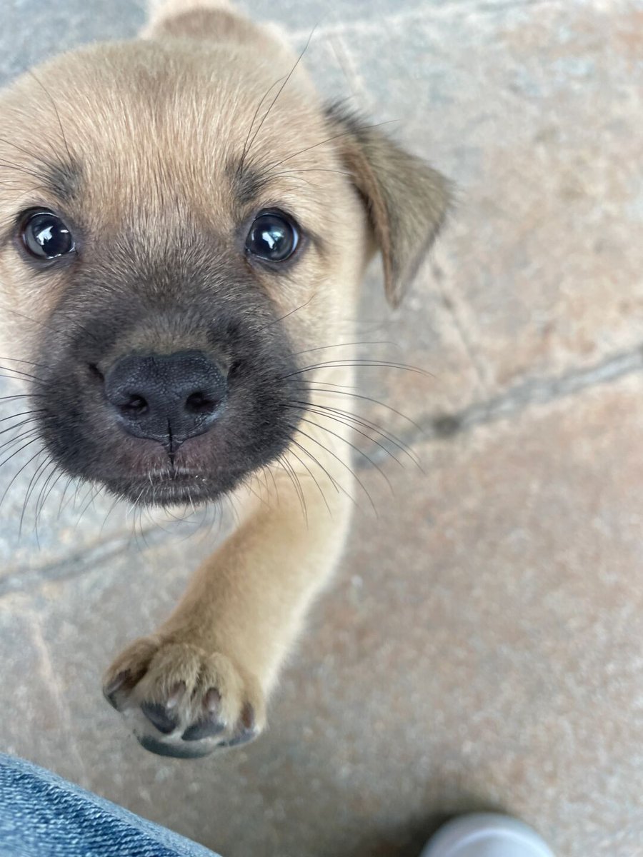 Marqueritetbeh's tweet photo. Our fluffy pup just hit 6 months old—from a wobbly peanut to a zooming furball full of silly wiggles and tiny chew marks.  Best little adventure we’ve ever had. https://t.co/slBiqKoVFi