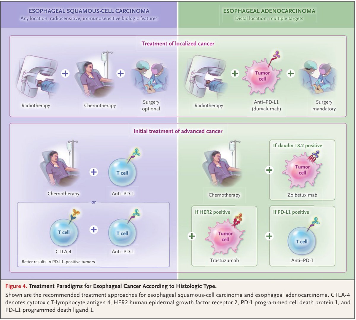 MHcsba's tweet photo. New england Journal of Medicine (NEJM) 2026 - Cáncer de esófago
#MedEd #MedTwitter #MedX 
https://t.co/mPnd2VIWaZ
DOI:10.1056/NEJMra2516631 https://t.co/TL0KguHgI3