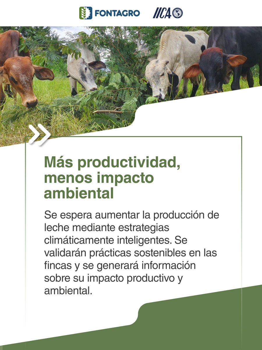 FontagroLAC's tweet photo. ¿Sabías que el impacto integral de este proyecto busca transformar la ganadería tropical en un modelo de sostenibilidad, seguridad alimentaria y resiliencia climática para Colombia y Ecuador? https://t.co/F5hPs0FqIy