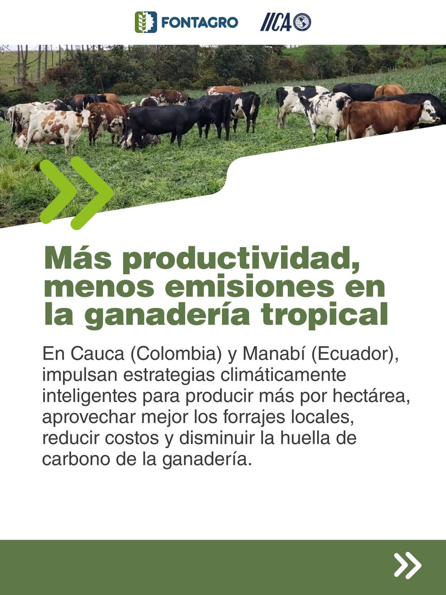 FontagroLAC's tweet photo. ¿Sabías que el impacto integral de este proyecto busca transformar la ganadería tropical en un modelo de sostenibilidad, seguridad alimentaria y resiliencia climática para Colombia y Ecuador? https://t.co/F5hPs0FqIy