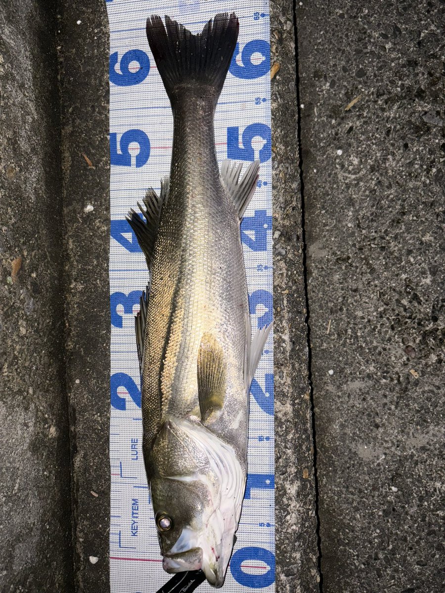 napp156's tweet photo. 今朝の神社参拝⛩️ついでに先日の釣果🎣

だいぶ秋らしくなってきて、散歩も釣りも快適な日々を過ごしております🤗
秋は最高ー✨

#ゴミ拾い https://t.co/taBOFpCUvq
