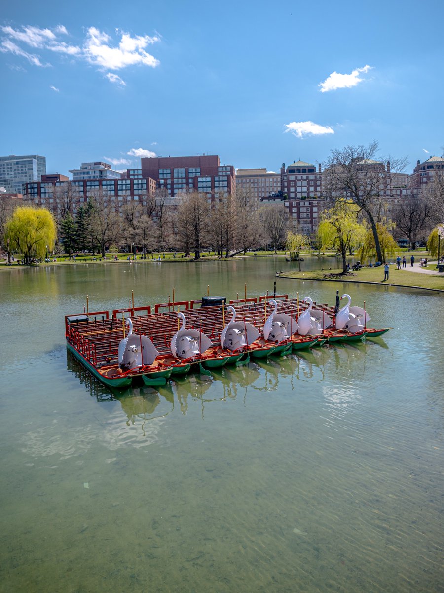 jamesjohnson54d's tweet photo. Another sign of spring in Boston: swans and rowboats. https://t.co/ks77vgpOlL