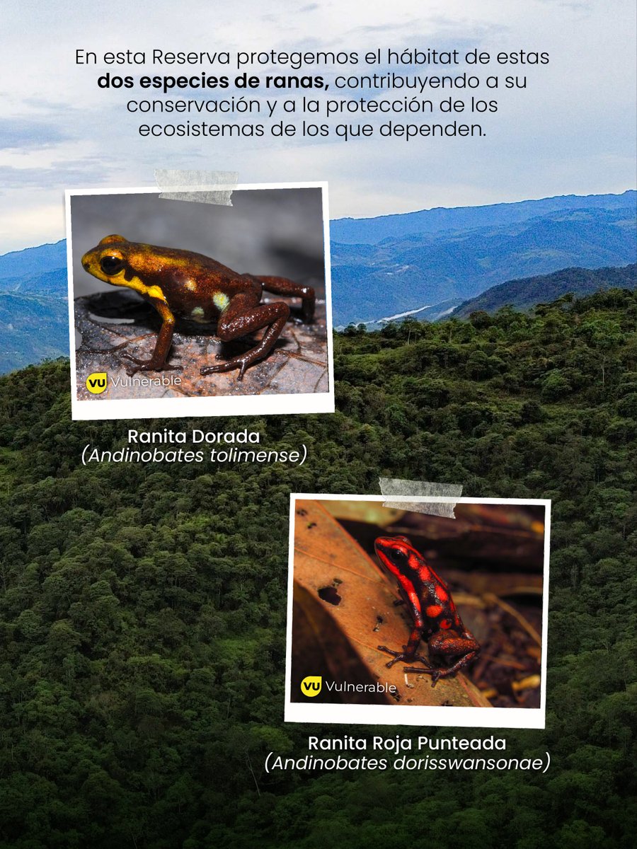ProAvesColombia's tweet photo. 🐸🌿 ¡Celebramos 17 años de la Reserva ProAves Ranita Dorada!
En Falan, Tolima, protegemos bosques que son hogar de especies como Andinobates tolimense y A. dorisswansonae, además de una gran diversidad de vida.
#ProAves #Conservación https://t.co/gzyhuied0F