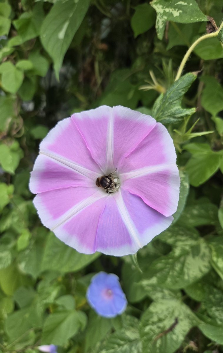 takemitsubomber's tweet photo. 花が咲いて、ミツバチが来てくれてる間は片付けないぞ https://t.co/nzTCRssP2R