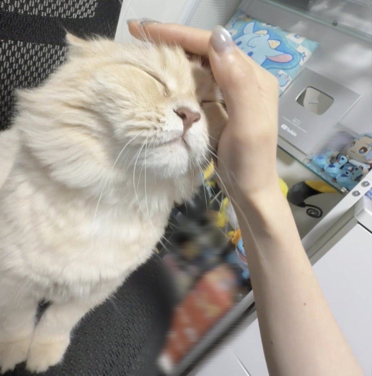 utut_816's tweet photo. おはよー！

はぴちゃん4さいになりまちた
お祝いしてあげて😽 https://t.co/ZpJ4ZNHqGk