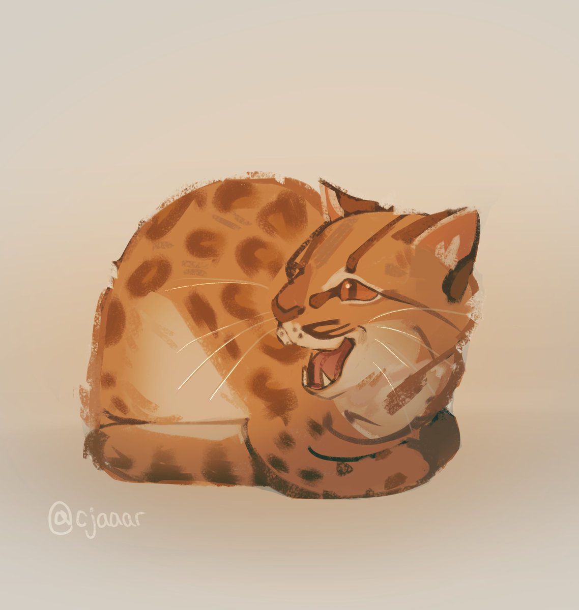 cjaaar's tweet photo. NEW KITTY ALERT !!!!!!!!! HELLO TINY https://t.co/9kFKEhGC8U