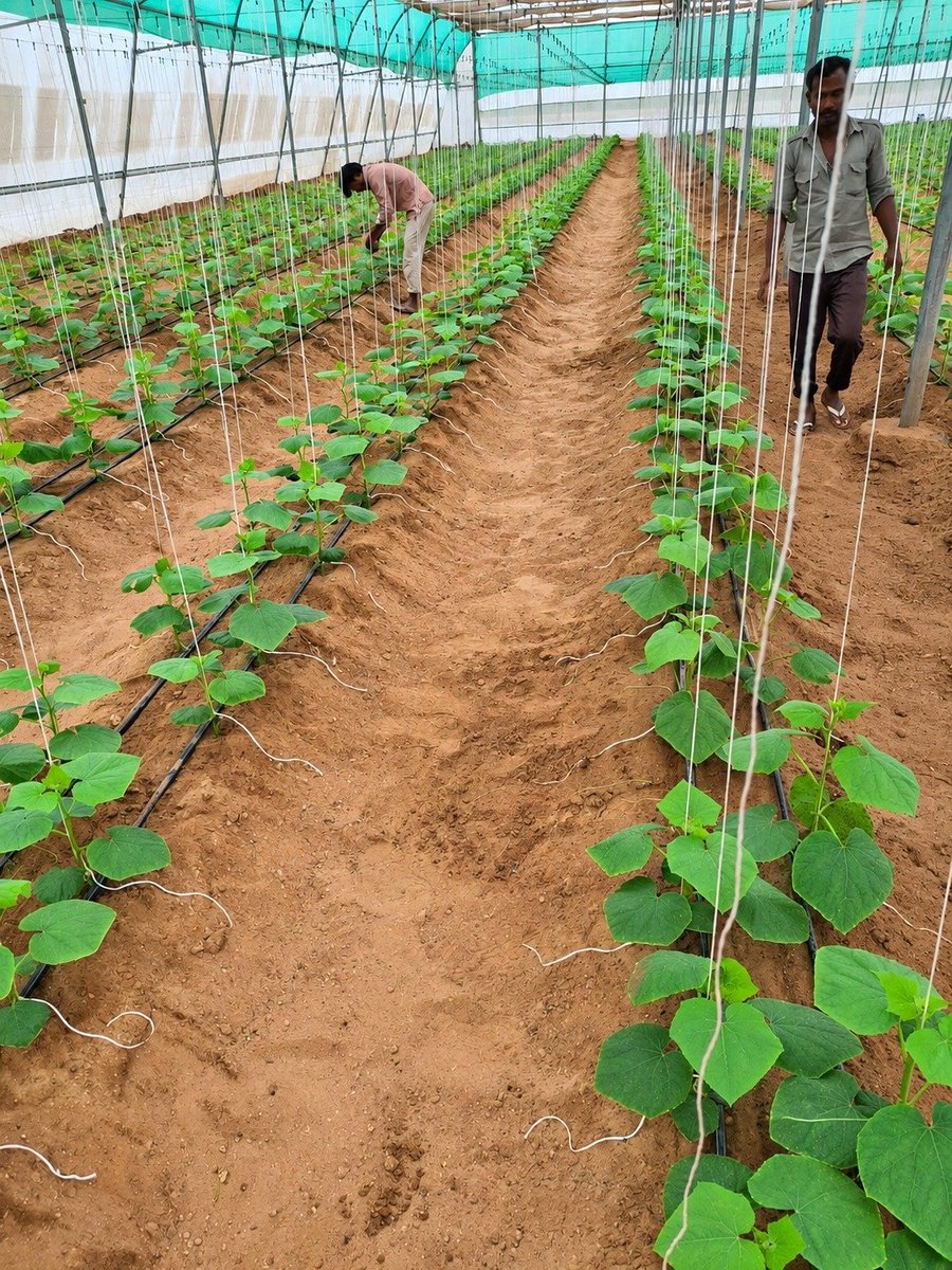 kvkkeshwana1985's tweet photo. Integrated Farming, Better Resource Management! 🥒☀️
Shri Sachchiyay Farmer Producer Co Ltd, #Jodhpur, a #FPO from #PMDhanDhaanyaKrishiYojana district in #Rajasthan,with 749 farmer members,practices integrated farmin...
@NITIAayog
#DDKY #SoilTesting #Polyhouse #RenewableEnergy https://t.co/5pNWpVztPA