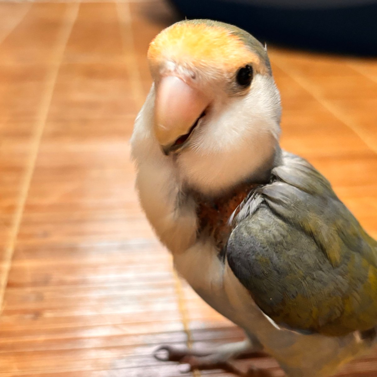 iotake_iotake3's tweet photo. 逃げたインコを探してます。
ご連絡お願いします。😭
2026年9月11日16時頃
伊丹市瑞穂町

神戸農林振興事務所に連絡してもみつかってません。

#迷子鳥 #コザクラインコ迷子 #迷子インコ #インコ保護 #兵庫県  #伊丹市 #拡散希望 https://t.co/FC88TDLgUY