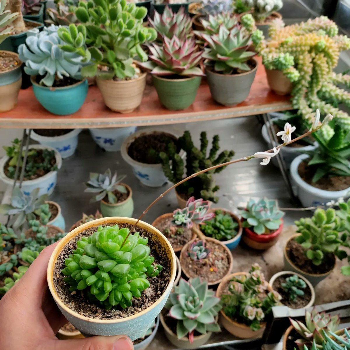 MaryHupperper7's tweet photo. Just upcycled an old mason jar into a cute succulent planter—cheap, quick, and way more meaningful than store-bought! https://t.co/xyOjGfwRVg