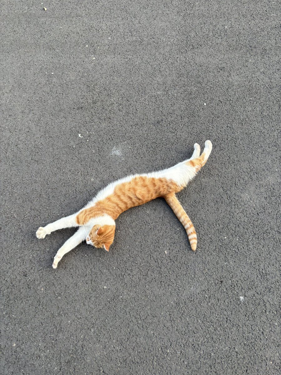 bunnyone17's tweet photo. 喜欢肥猫 https://t.co/sWwlTEl9sh
