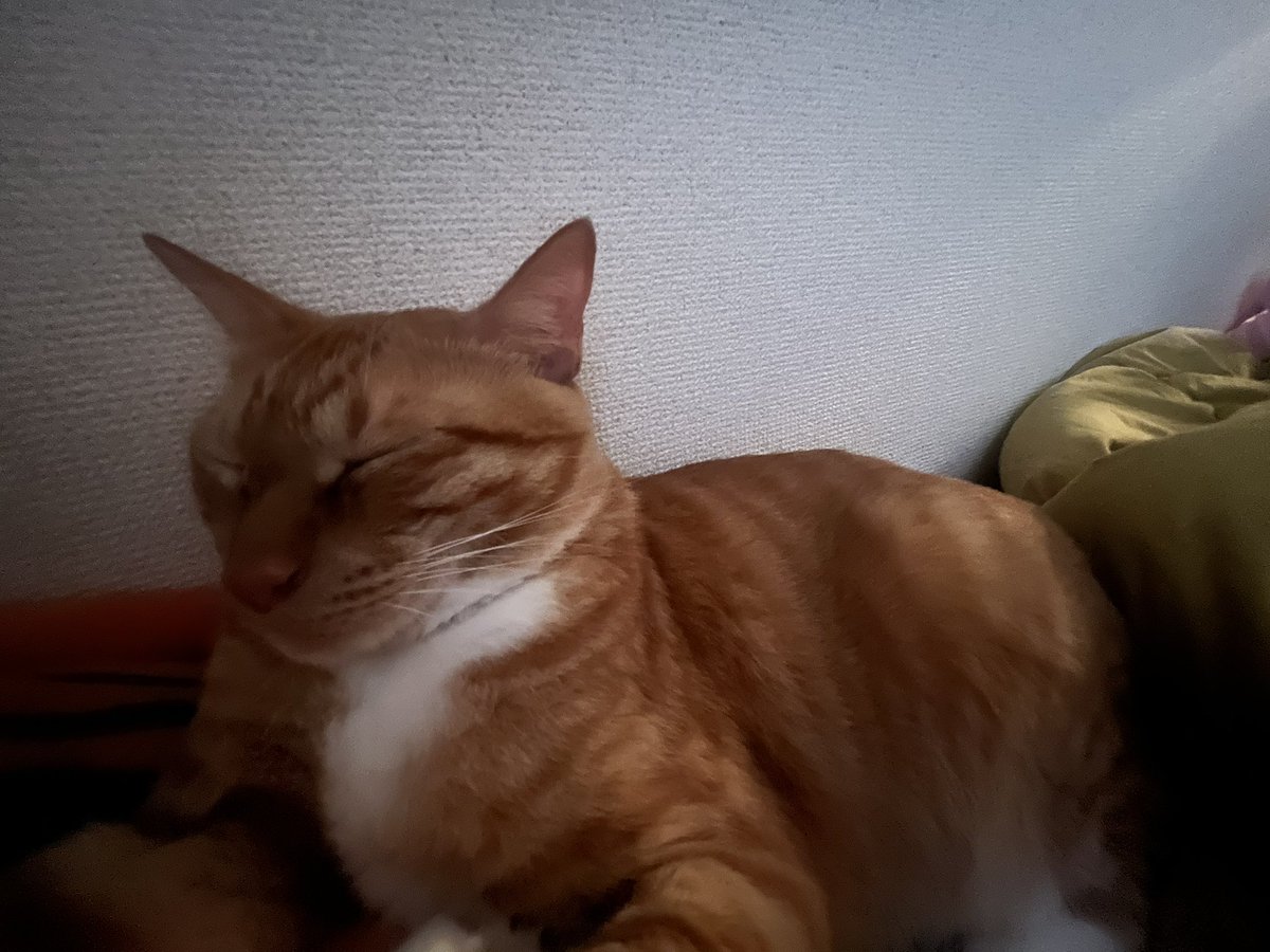 fuyuki_sing_jpn's tweet photo. どうして人の気持ちまで確認しようとしちゃうんだろう〜。
幸せだったならそれ以上ないのに。
他の人の見解で自分の気持ちすら揺らぐ必要はないのに。
それでも確認しようとしちゃうんだ〜。
それはきっとどこまで行っても孤独だから。 https://t.co/Lqx38kPLVz