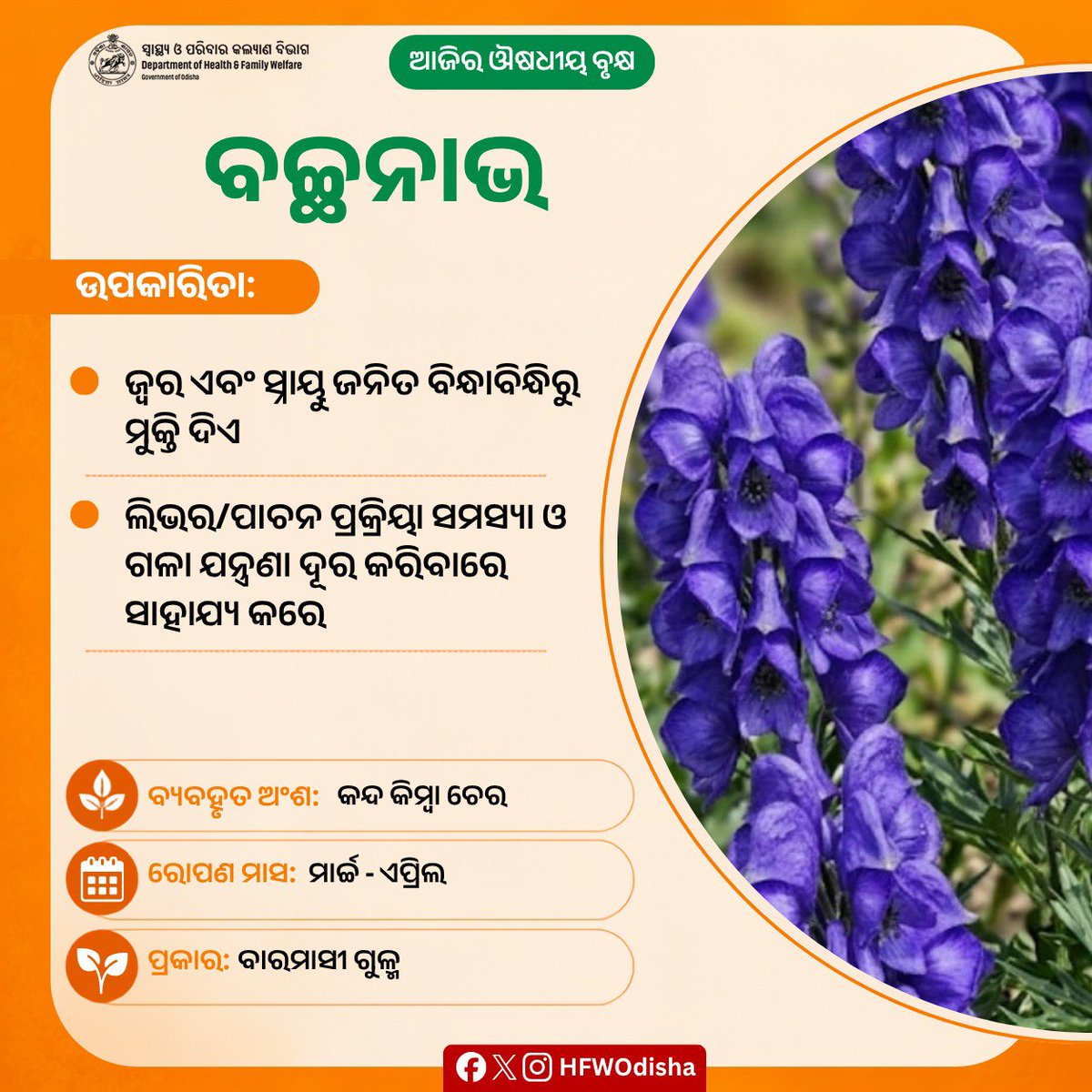 HFWOdisha's tweet photo. 'ବଚ୍ଛନାଭ' ହେଉଛି ଏକ ଔଷଧୀୟ ଗୁଳ୍ମ, ଯାହାର କନ୍ଦ କିମ୍ବା ଚେର ବିଭିନ୍ନ ରୋଗର ଚିକିତ୍ସାରେ ବ୍ୟବହୃତ ହୋଇଥାଏ। ଏହା ଜ୍ୱର, ସ୍ନାୟୁ ଜନିତ ବିନ୍ଧାବିନ୍ଧି, ଲିଭର ଓ ପାଚନ ପ୍ରକ୍ରିୟା ସମସ୍ୟା ଏବଂ ଗଳା ଯନ୍ତ୍ରଣା ଦୂର କରିବାରେ ବିଶେଷ ସାହାଯ୍ୟ କରେ। ଆୟୁର୍ବେଦକୁ ଆପଣାନ୍ତୁ ଏବଂ ସୁସ୍ଥ ରୁହନ୍ତୁ।

#MedicinalPlants #AyurvedicPlant https://t.co/ITNNRxgXDL