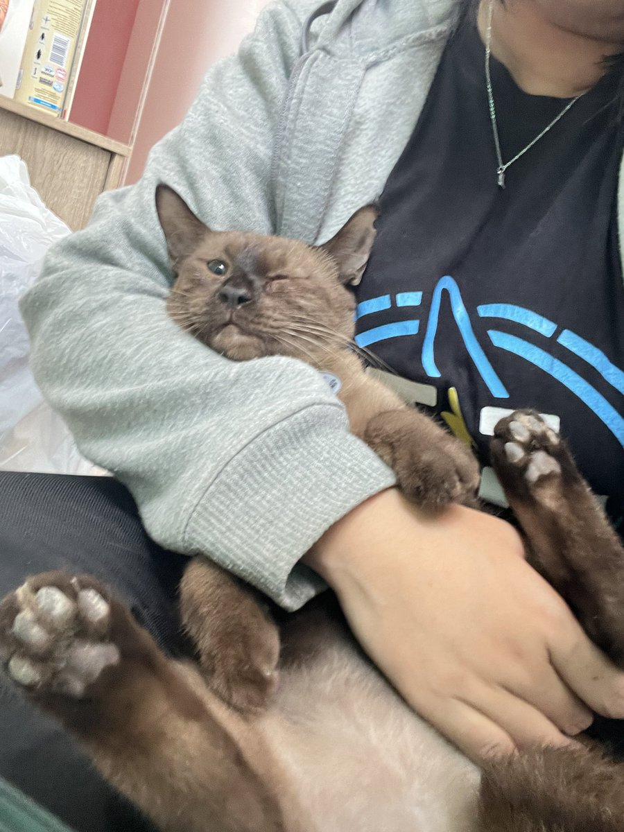 snowycimpong's tweet photo. MAW DI TINGGAL KERJA SETORAN MINTA PANGKU DLUCHHH SAMA IBOOOKKKK 😼😼😼😼😼😼 https://t.co/oxTzgMYME0