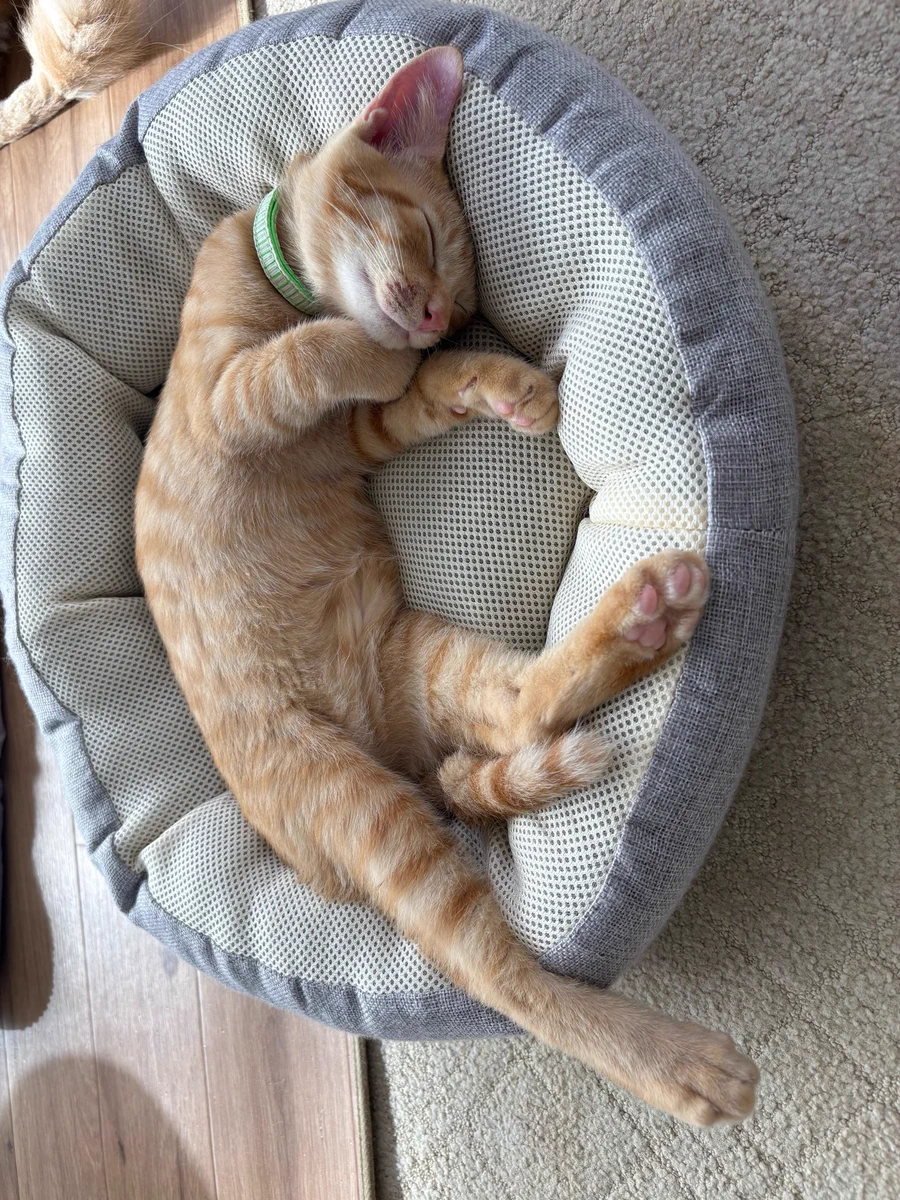関東3店】譲渡型猫カフェ にゃんくる on X: 
