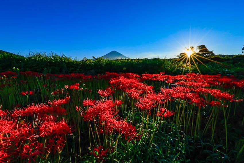 tenkunofuji's tweet photo. 陽光の中に https://t.co/KHT10z0C3u