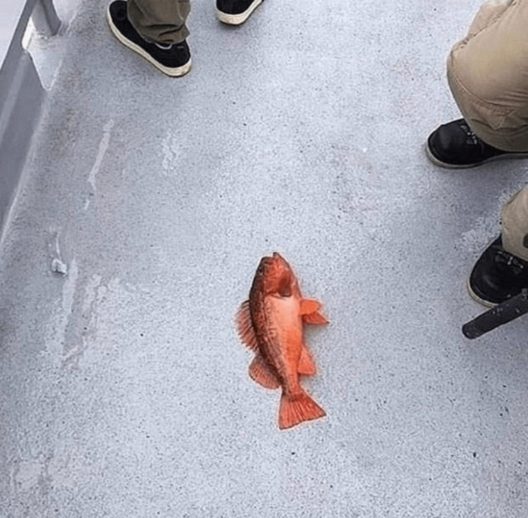 Arachnid_Unit's tweet photo. @NicoRobin_XYZ You know what that means? 
FISH! https://t.co/owl7lgYYE0