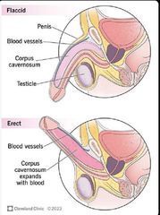 majodurang8's tweet photo. Estas son 6 RAZONES biológicas por las que tu pene PUEDE VERSE MÁS PEQUEÑO de lo que realmente es: 

NO TIENES UN TAMAÑO DEFICIENTE, TIENES UN ESTILO DE VIDA QUE OCULTA TU ANATOMÍA. https://t.co/GzmCPIcVky