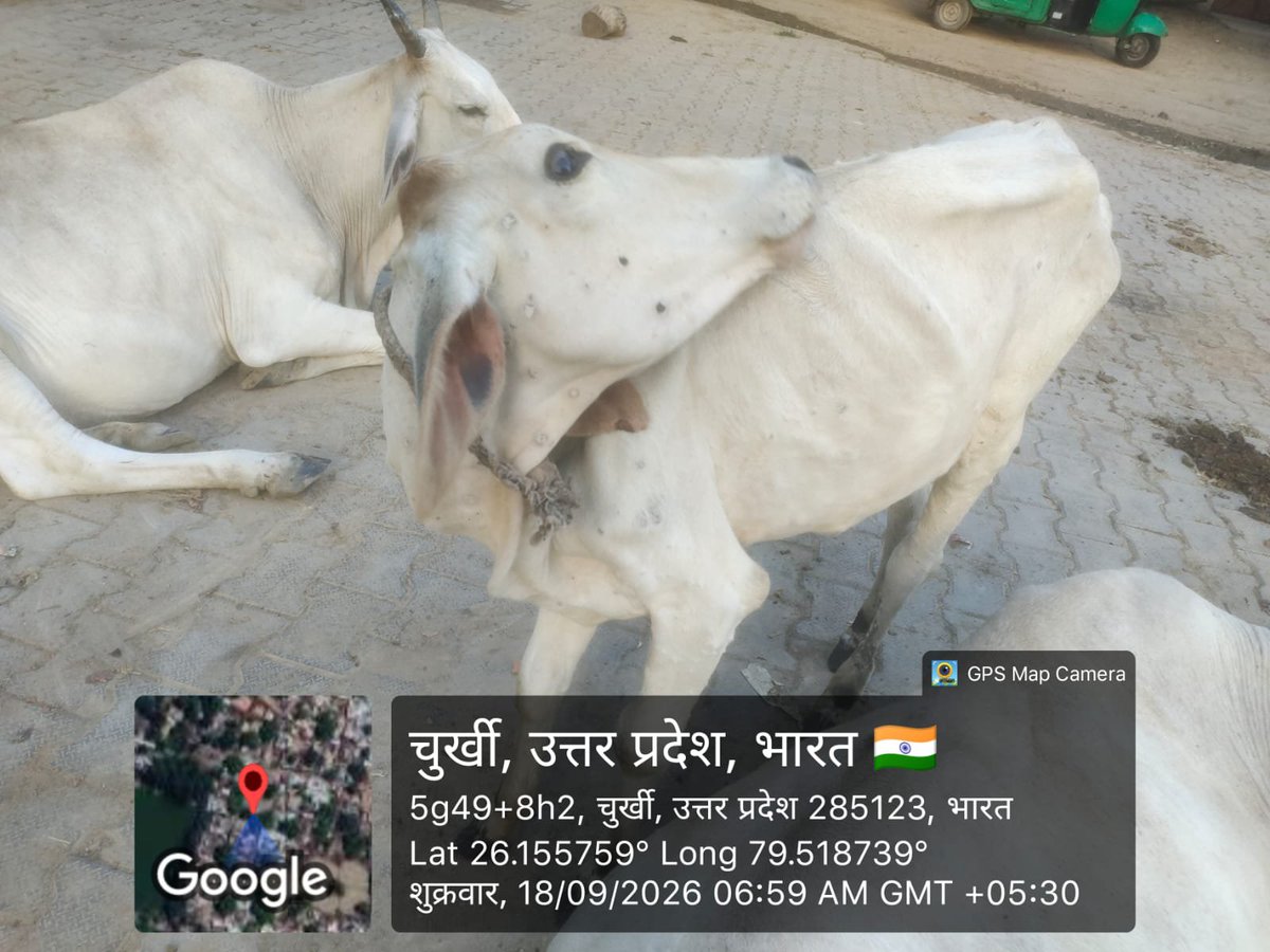 Ij62916691's tweet photo. 🚨#गौवंशों में #लम्पी_रोग — तत्काल #पशु_चिकित्सा की आवश्यकता
ग्राम चुर्खी,तहसील कालपी,#जनपद_जालौन में कुछ गौवंशों में लम्पी रोग(LSD)जैसे लक्षण दिख रहे है। 
@dmJalaun @UPGovt @CMOfficeUP
@CMOJalaunOrai @DOAHUP @CDOHathras @112UttarPradesh
#Jalaun #Kalpi #LumpySkinDisease #गौवंश  https://t.co/bxBqzVEEyu