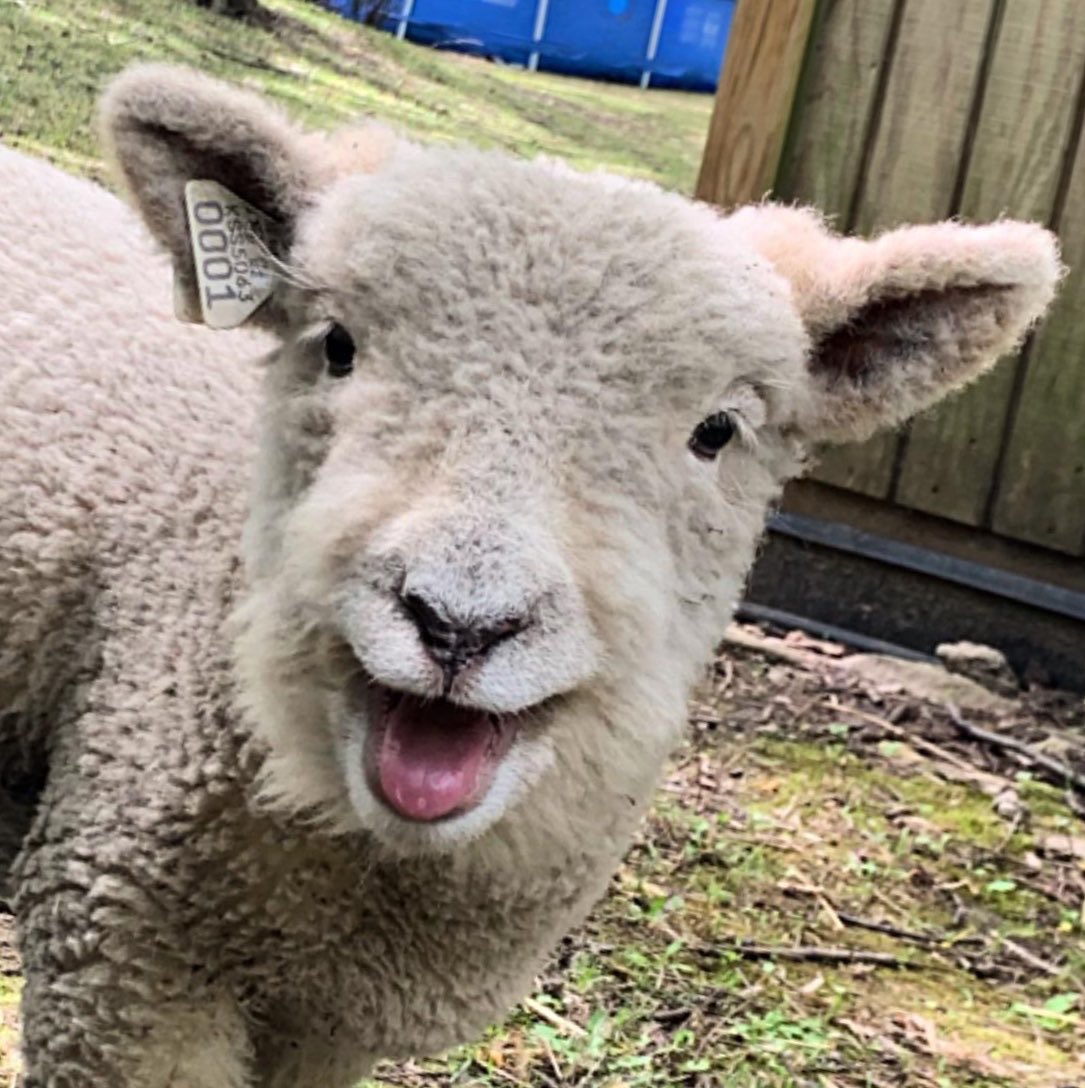lambreids tweet picture