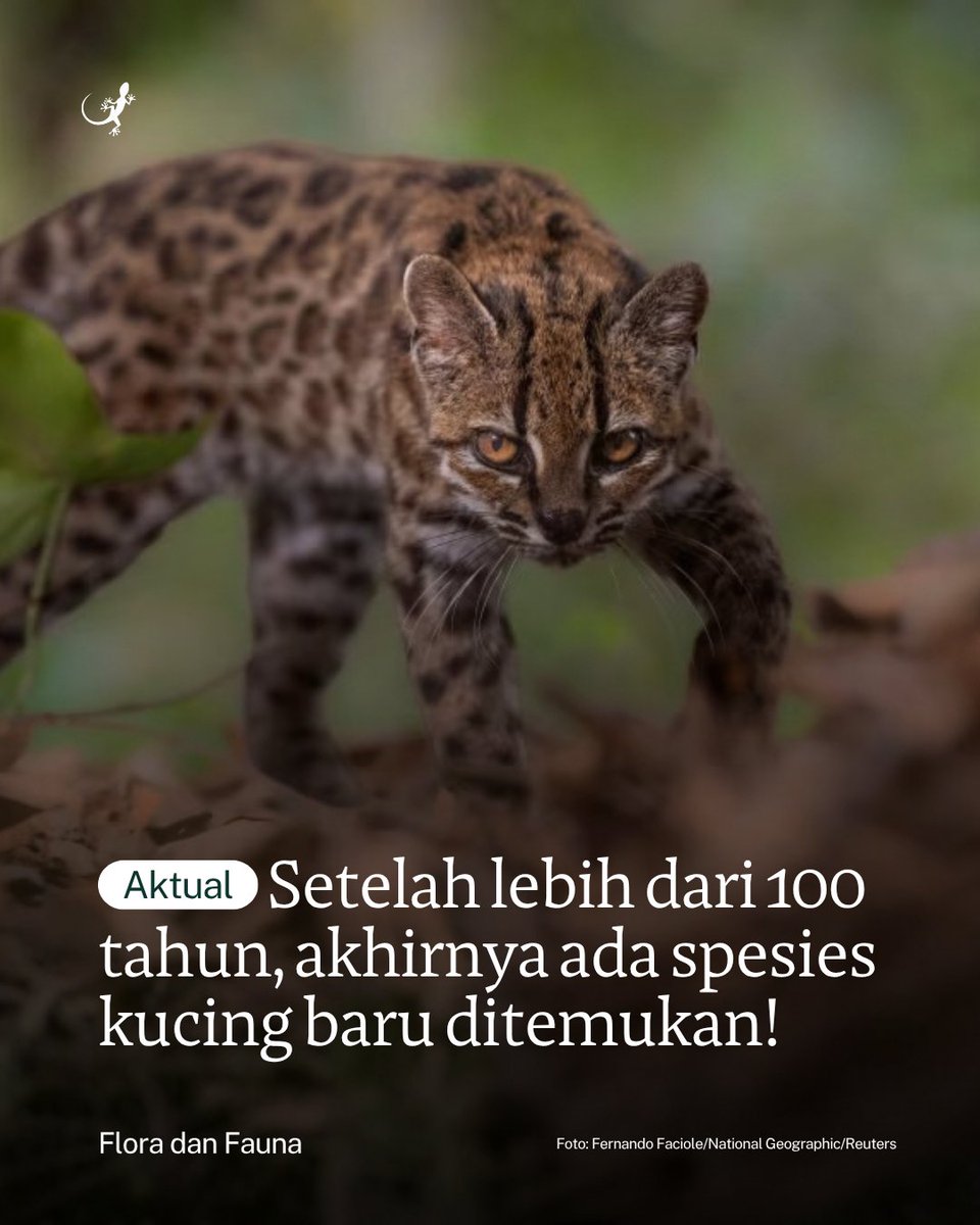 MongabayID's tweet photo. Kucing liar berukuran kecil yang hidup di hutan awan Yungas, Bolivia, telah diidentifikasi sebagai spesies baru. Diberi nama ilmiah Leopardus tilcayo, kucing yang oleh masyarakat lokal disebut Tilcayo ini merupakan bagian dari kelompok tiger cat yang tersebar di Amerika Selatan. https://t.co/BglfkWwWSN