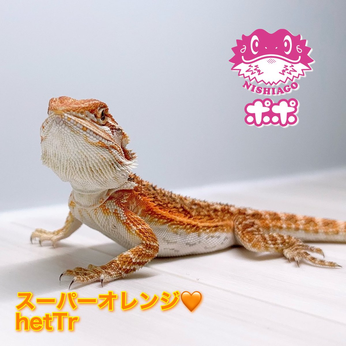HidehitoNishi's tweet photo. 9/19•20 神戸
#コウレプ
神戸サンボーホール
10:00〜17:00

ご来場お待ちしてます🦎✨

#ポポのフトアゴ 
#フトアゴヒゲトカゲ 
#爬虫類イベント https://t.co/j8yE748ZX1