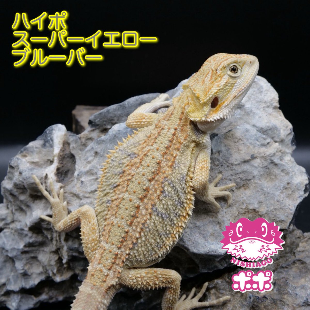 HidehitoNishi's tweet photo. 9/19•20 神戸
#コウレプ
神戸サンボーホール
10:00〜17:00

ご来場お待ちしてます🦎✨

#ポポのフトアゴ 
#フトアゴヒゲトカゲ 
#爬虫類イベント https://t.co/j8yE748ZX1
