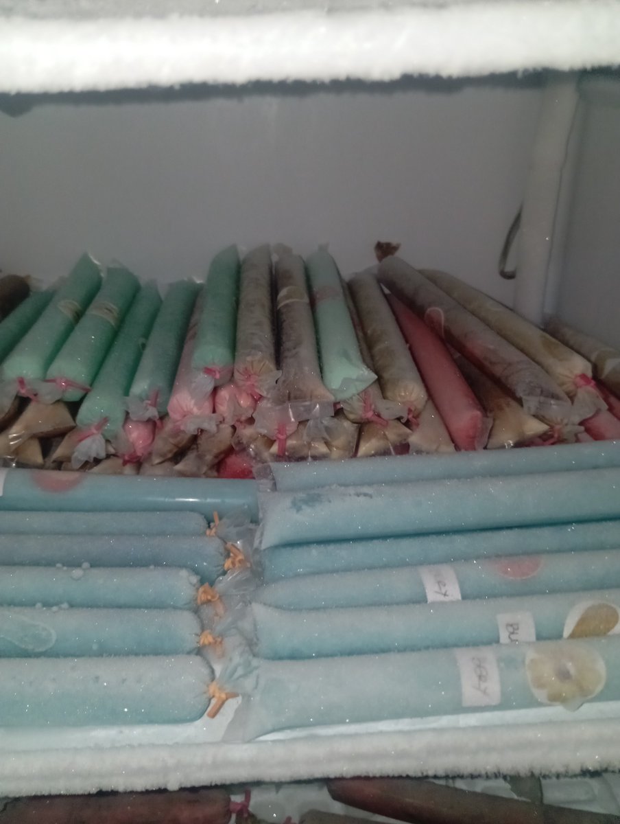 imasputra12's tweet photo. Semangat jual ๐
Jumat barkan ๐คฒ
Harga 2.500/pcs
Es Mambo:
Coklat + keju
Vanila
Strawberry + coklat
Strawberry + keju
Mango + coklat
Mango + keju
Oreo + keju
Oreo merah
Es Realgood
Coklat
Strawberry
Keju
๐๐๐
Wa 0895410709019/DM
#rezeki #bisu #tuli #jual #jumat https://t.co/pZSi1sZSYp