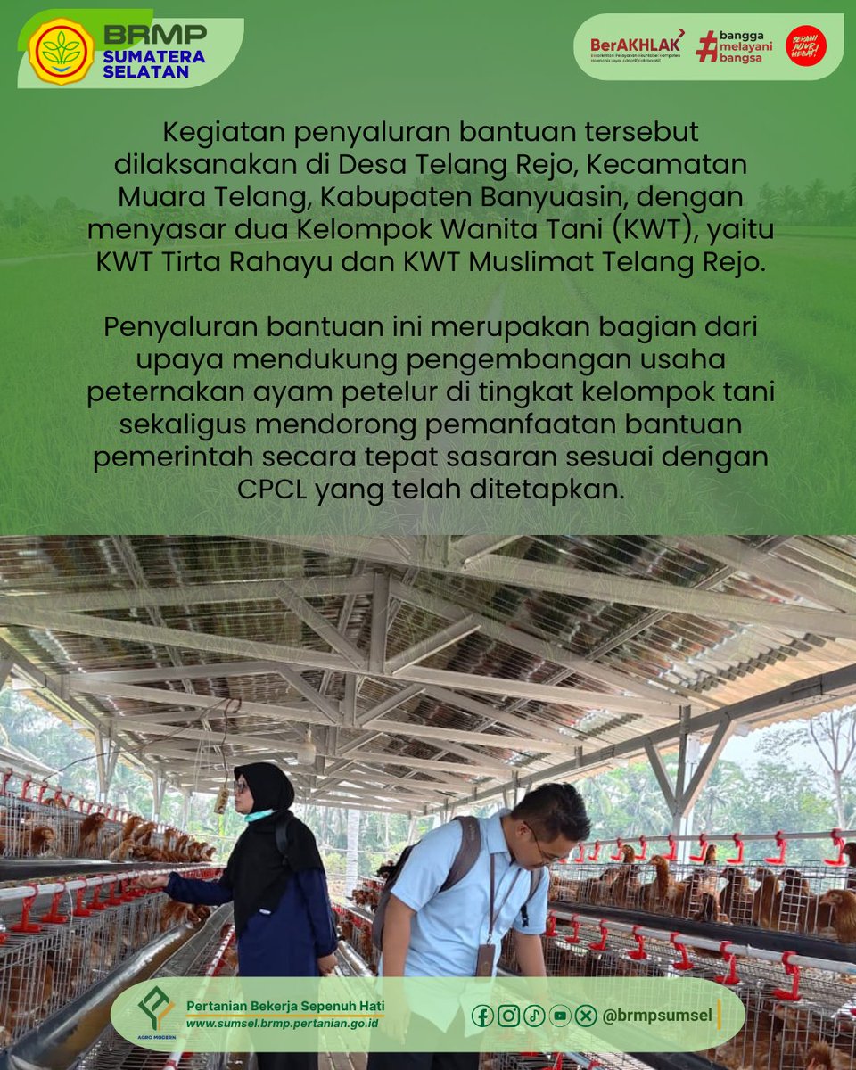 brmpsumsel's tweet photo. Dukung Ketahanan Pangan, BRMP Sumsel &amp; BPTU-HPT Sembawa menyalurkan bantuan ayam petelur berbasis CPCL kepada KWT Tirta Rahayu &amp; KWT Muslimat Telang Rejo, Banyuasin. 🥚
Bantuan diharapkan meningkatkan produktivitas, pangan lokal, dan ekonomi KWT.
#BRMPSumsel #BPTUSembawa https://t.co/4Db41v1xu5