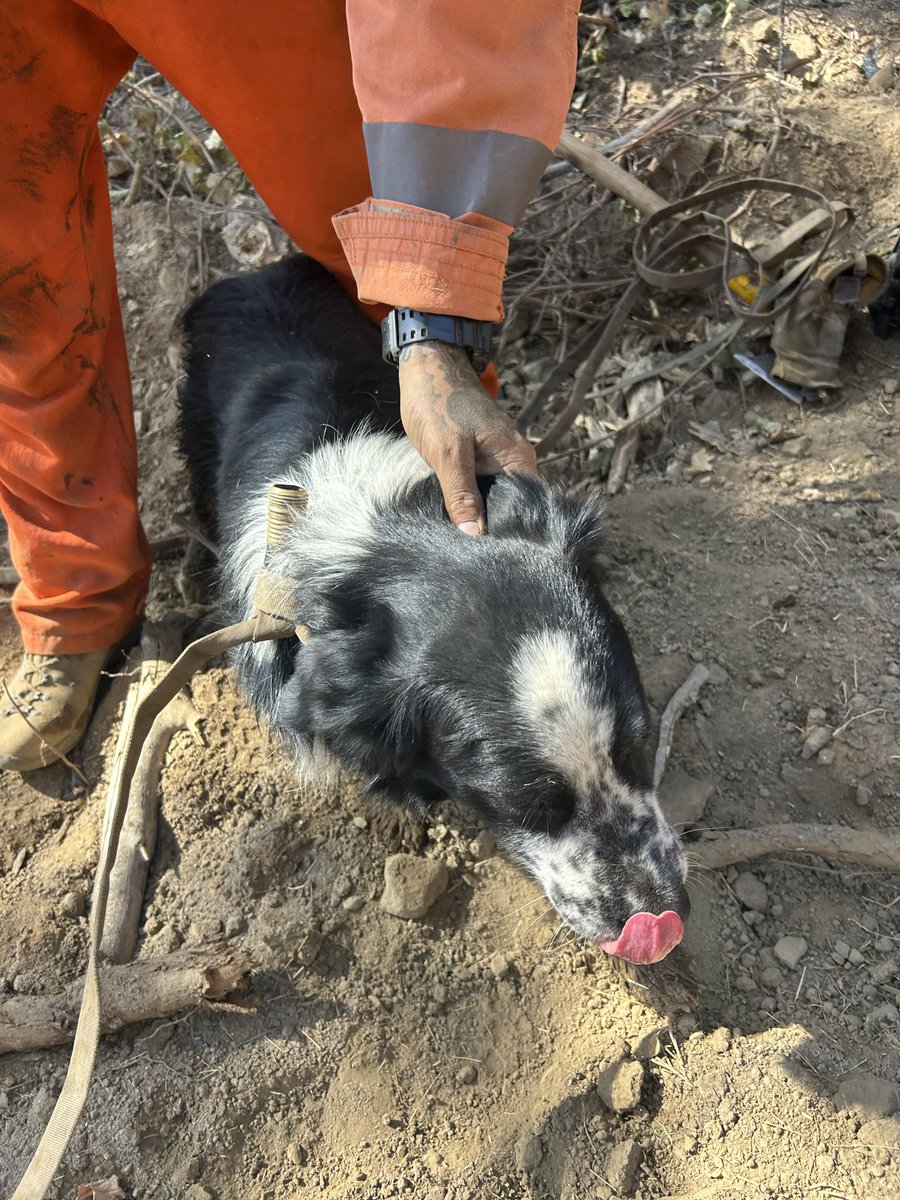 CALFIRELNU's tweet photo. #LucasFire - Update
The #LucasFire is currently 67% contained, with resources continuing to work overnight to strengthen containment lines and extinguish hotspots.
Today, while out on the incident, one of our Konocti hands crews, located a dog within the fire area. Thanks to the crews quick actions, the dog was safely rescued. ❤️🐾
A great reminder of the dedication, compassion, and hard work our crews bring to every incident. Stay safe, everyone! 🚒🔥🐾