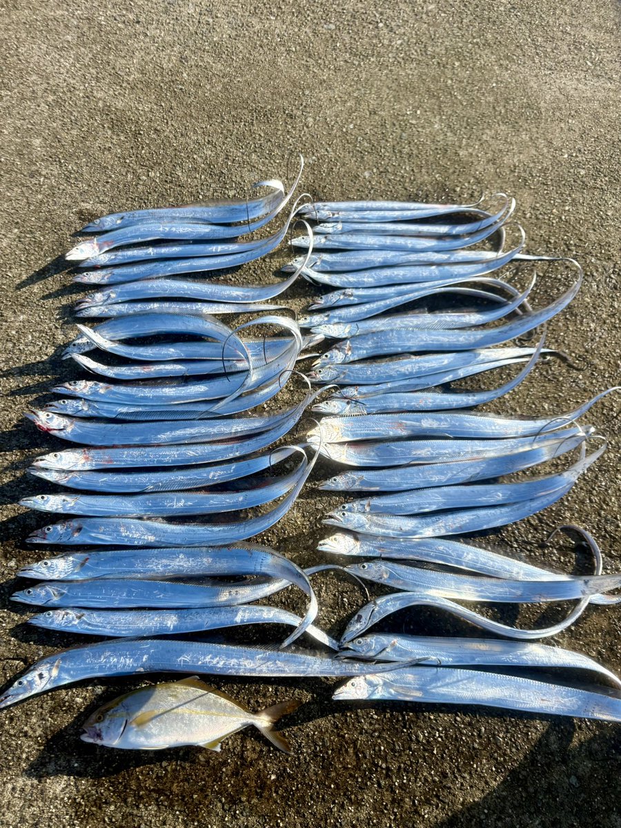 washiomasahiro's tweet photo. 僕の釣果とHITシーン見るついでにギターの動画も見てください😂 https://t.co/wMw4rutdt8
