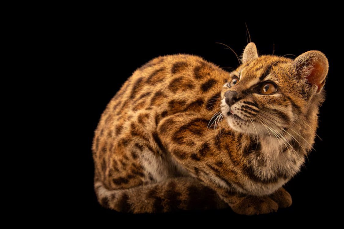 xCOLMELx's tweet photo. 100年ぶりに発見された新種の猫ちゃん可愛い！しかも成猫なのに体長46cm、体重1.4kgしかないんだって！普通の猫が3～5kgだから子猫サイズ！！！ https://t.co/vDKoDdeFtX