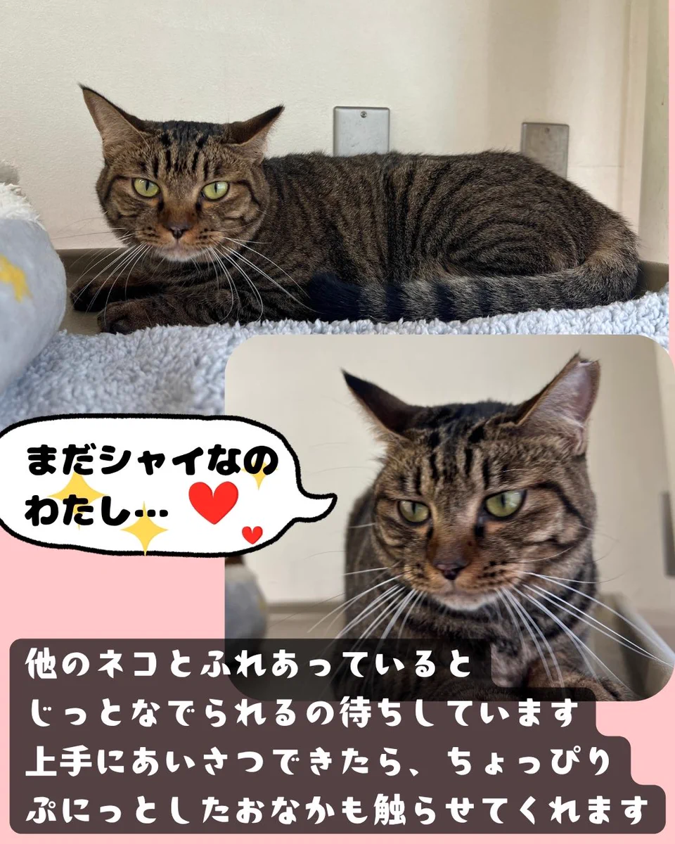 ねこさま＊確認ページです おおさかワンニャン通信 on X: 