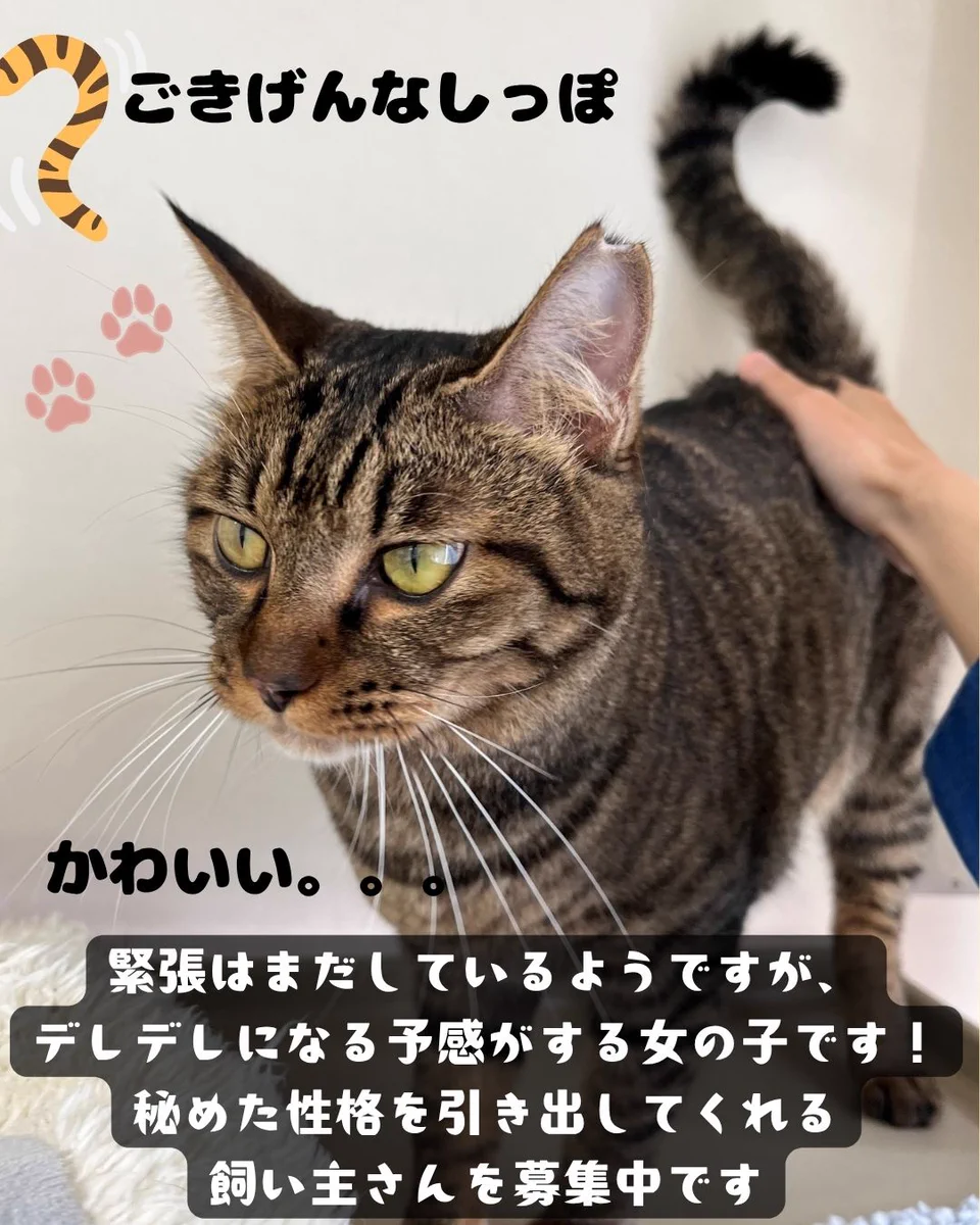 ねこさま＊確認ページです おおさかワンニャン通信 on X: 
